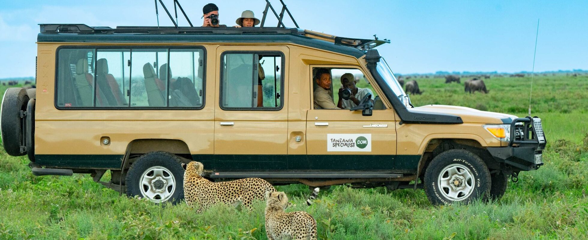 Private safariturer i Tanzania. Mennesker i safarijeep med to cheetaer foran den i gresset