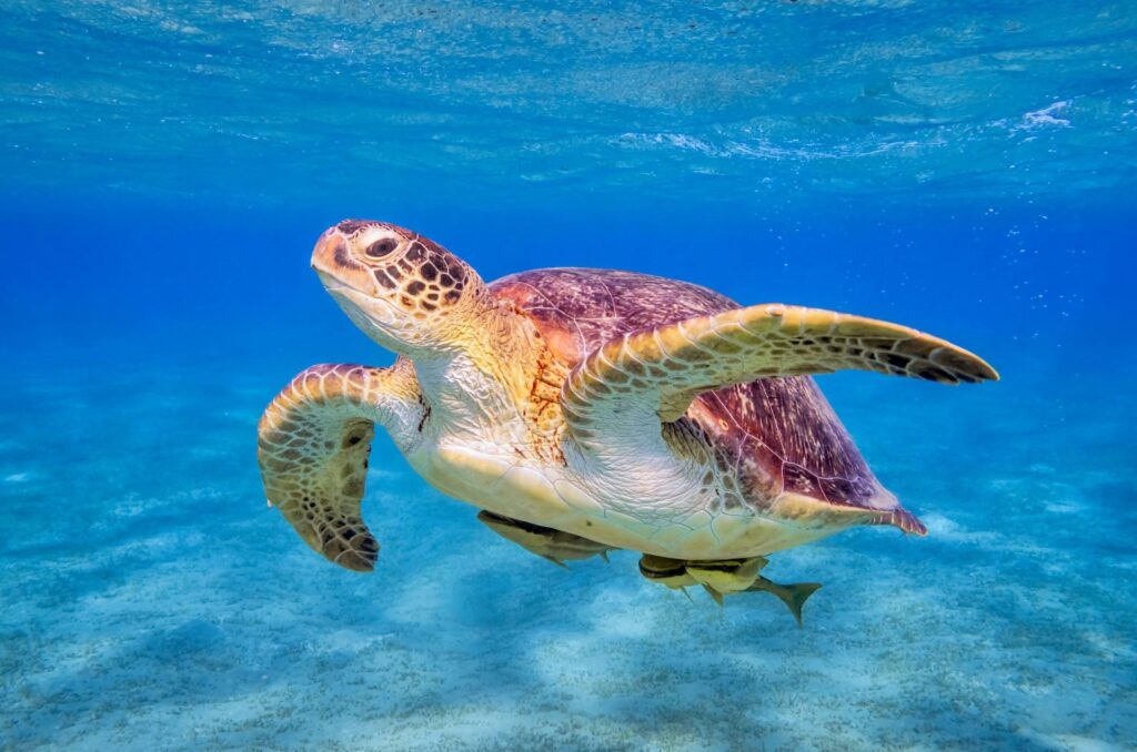 Skilpadde svømmer i havet i Tanzania