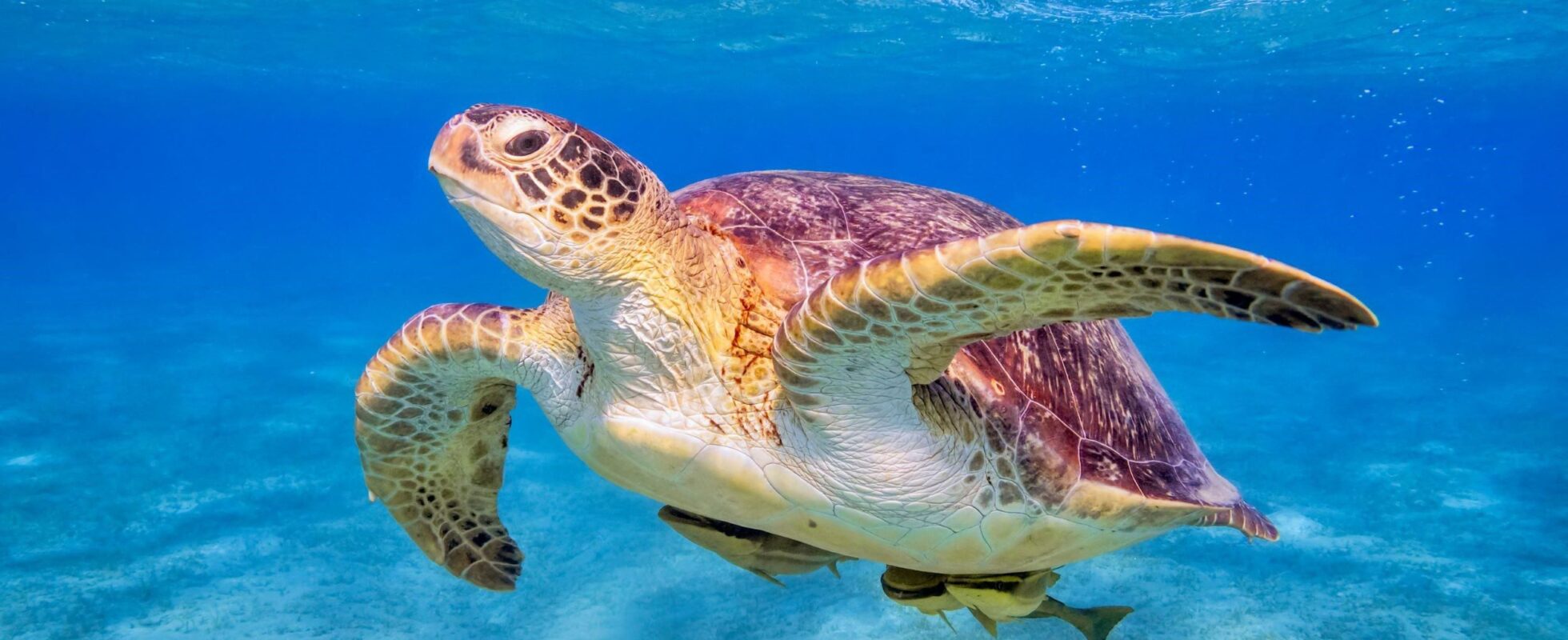 Skilpadde svømmer i havet i Tanzania