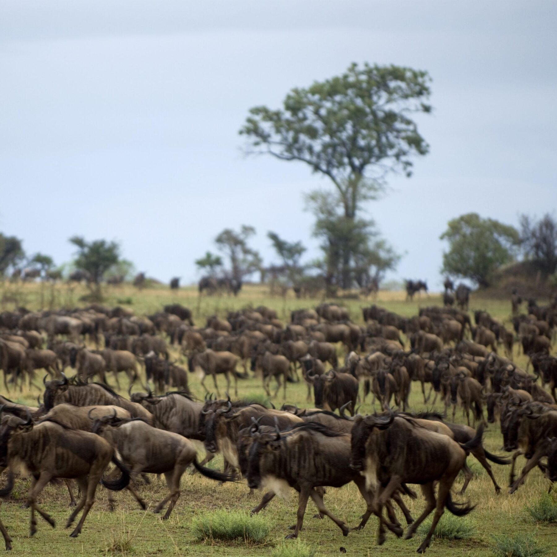 En flokk dyr under den store gnuvandringen i Tanzania