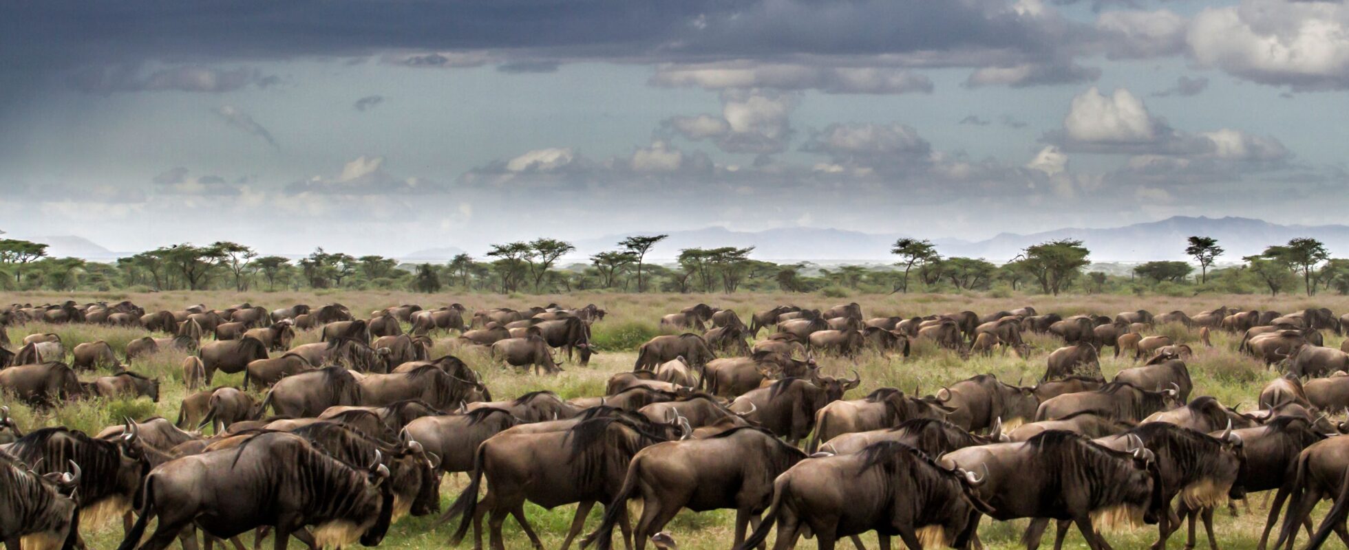 Et stort antall ville dyr løper over savannen i Tanzania under den store gnuvandringen.