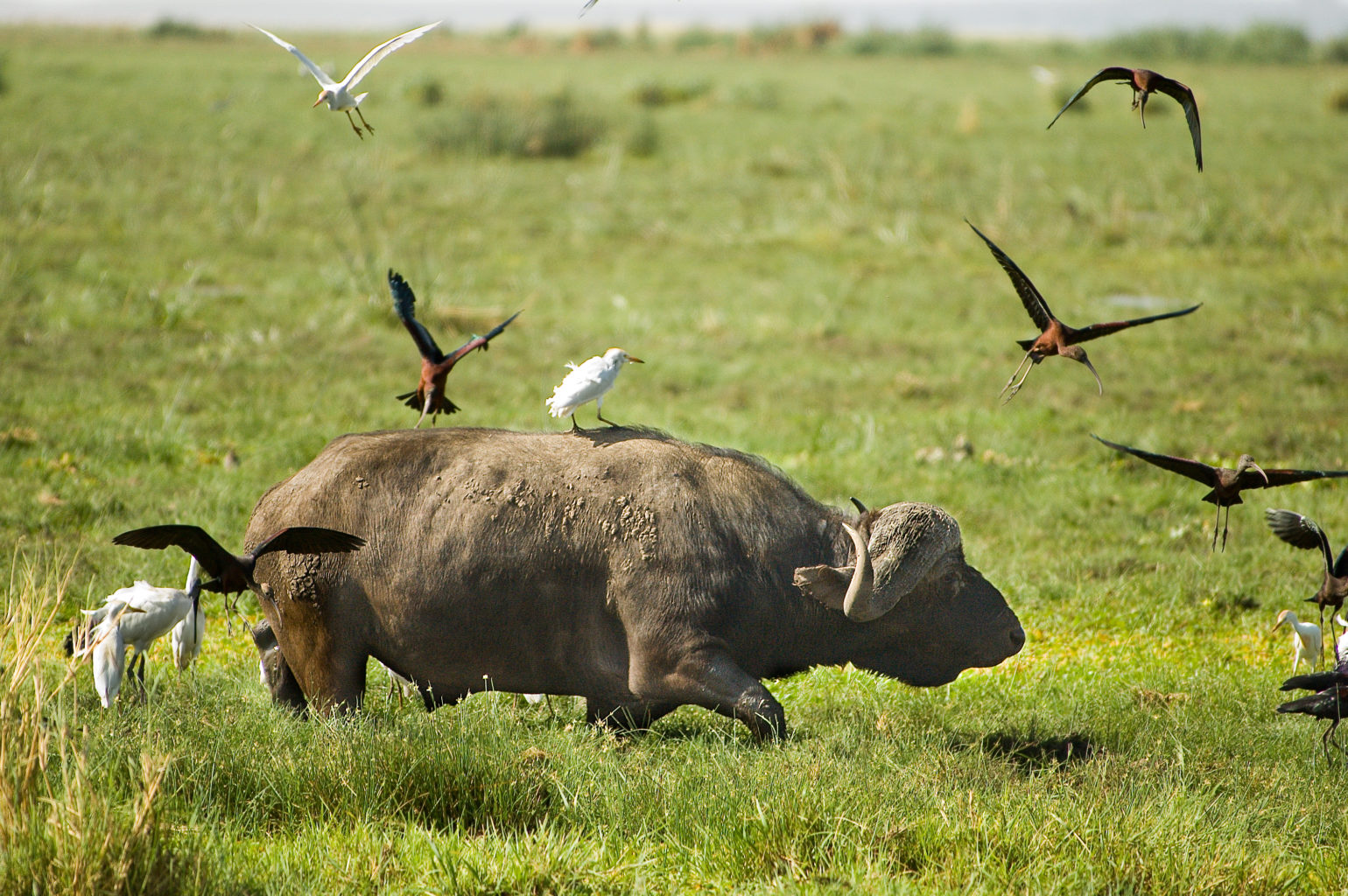 Lake Manyara Nasjonalpark
