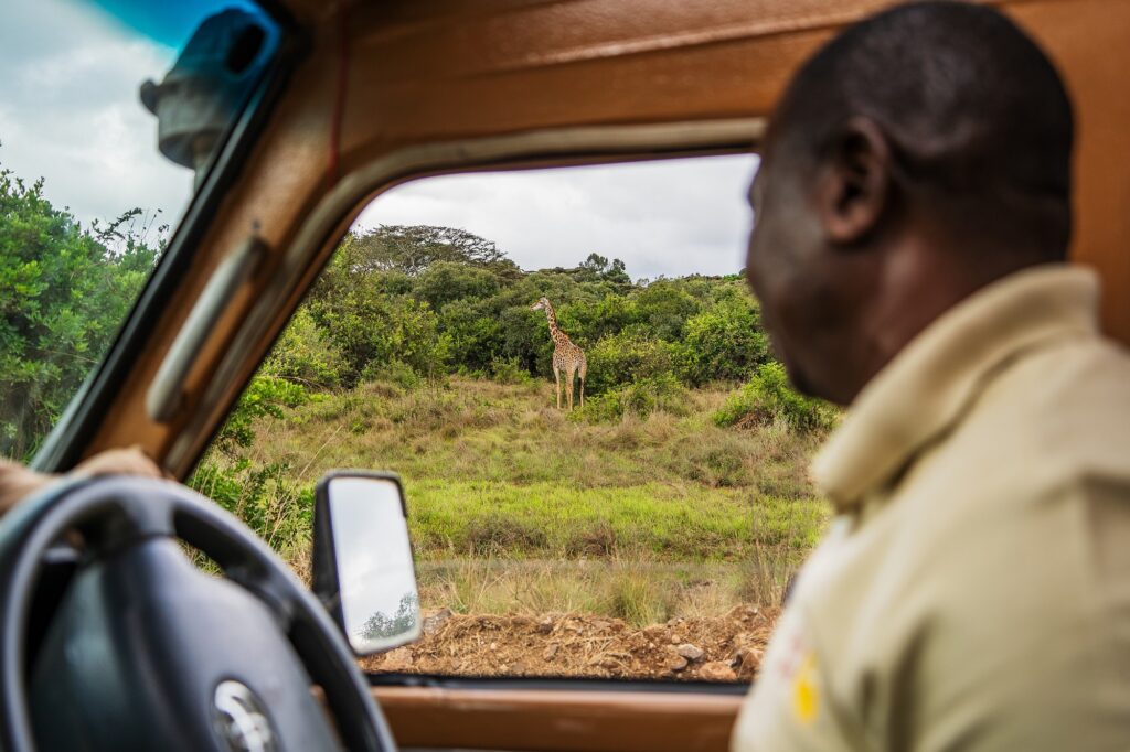 Guide sitter i safarijeep pg ser ut av vinduet på en sjiraff.