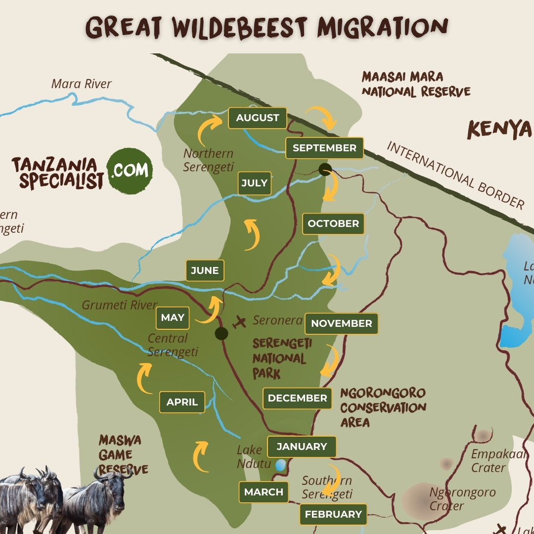 Kart over «The Great Migration» i Serengeti nasjonalpark og andre områder gjennom året.