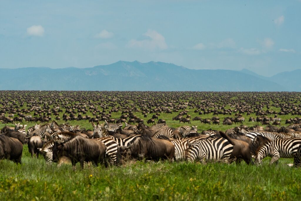 En flokk sebraer på savannen i Tanzania under den store gnuvandringen