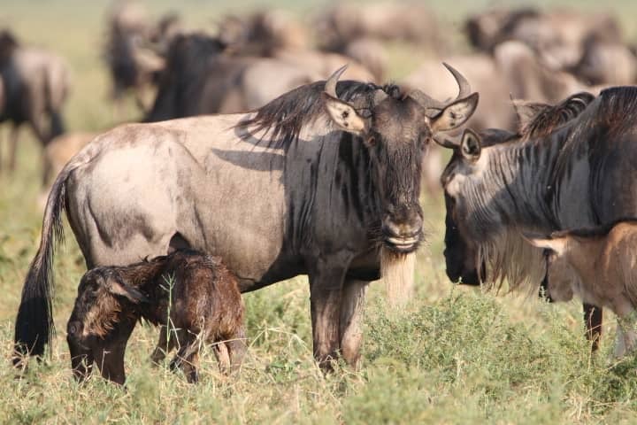 Ndutu-regionen (kun fra slutten av desember til mars i kalvingssesongen under den migrasjonen)