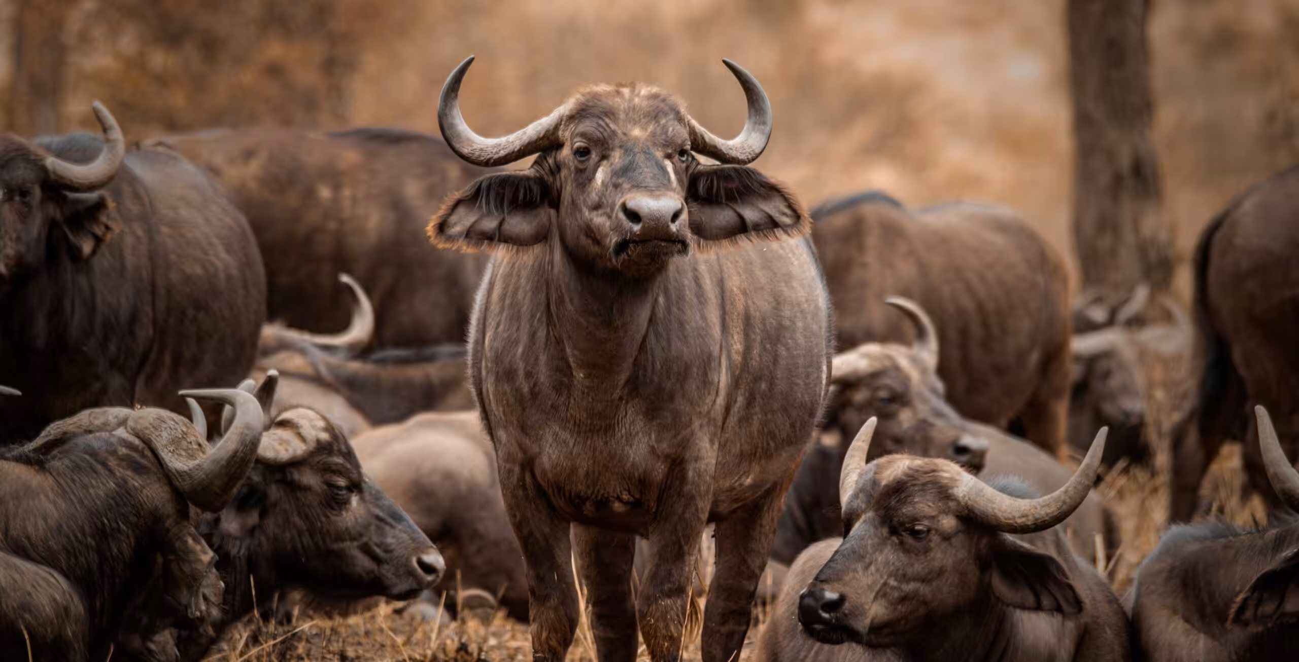 Lake Manyara Nasjonalpark