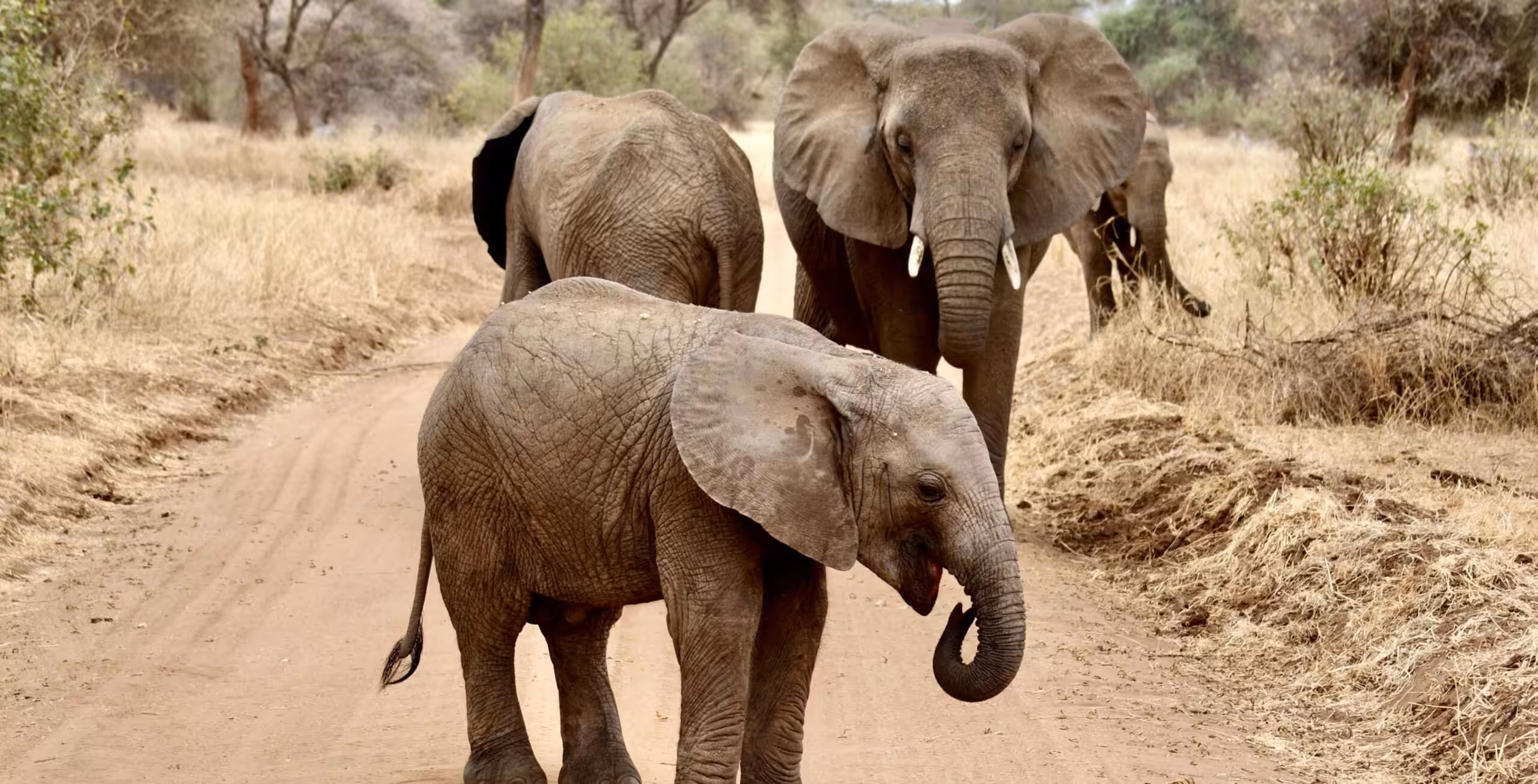 Tarangire Nasjonalpark