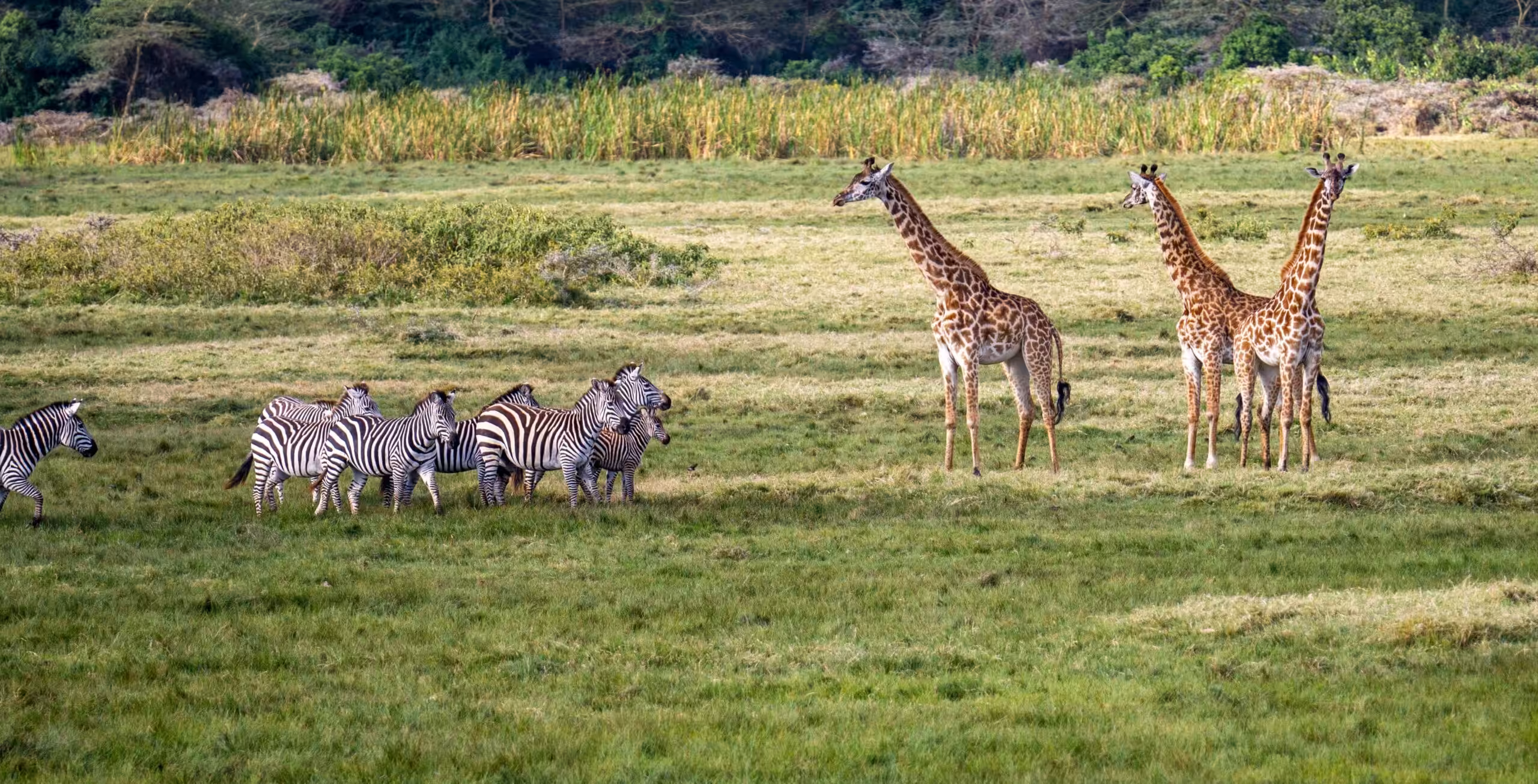Arusha Nasjonalpark