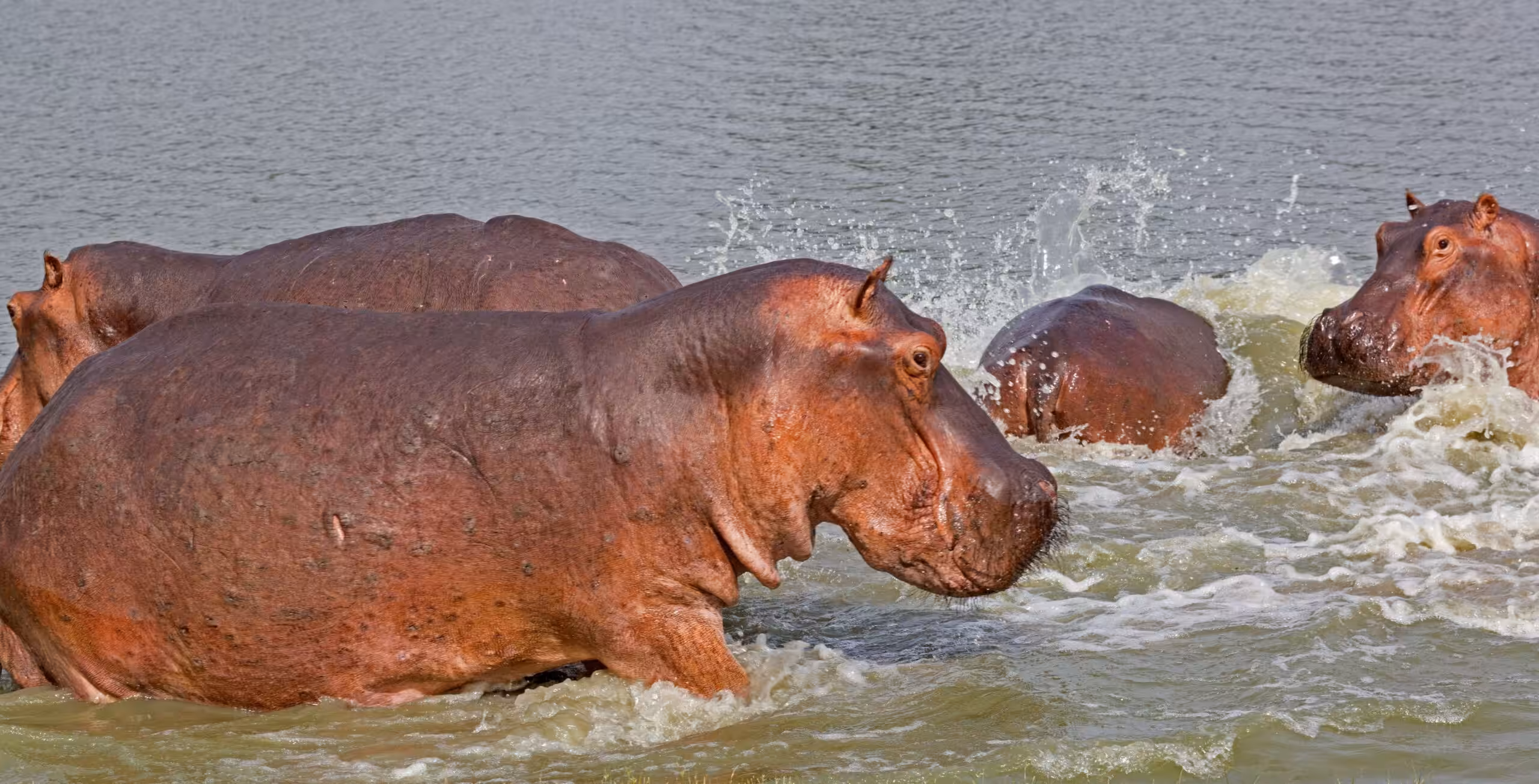 Nyerere nasjonalpark