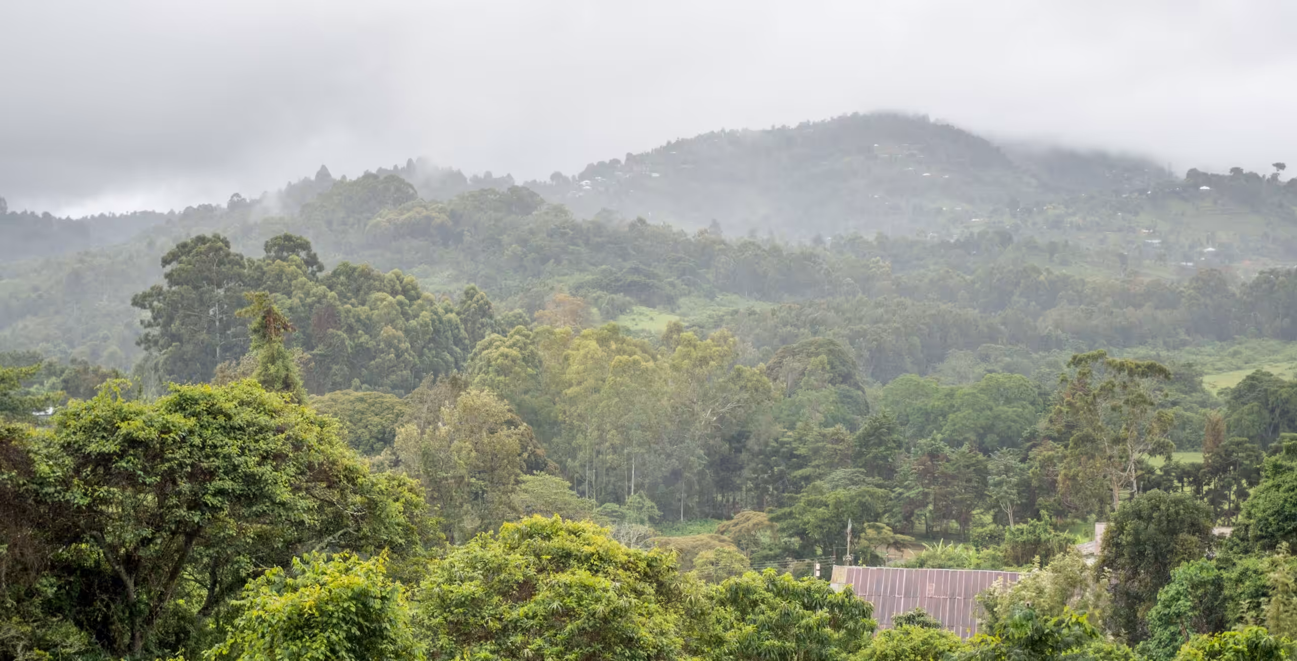 Usambara-fjellene - Magoroto Forest Estate