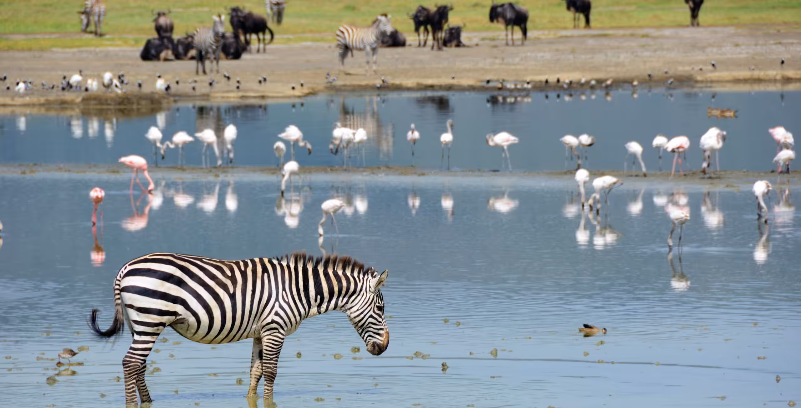 Ngorongoro-krateret - luksussafari!
