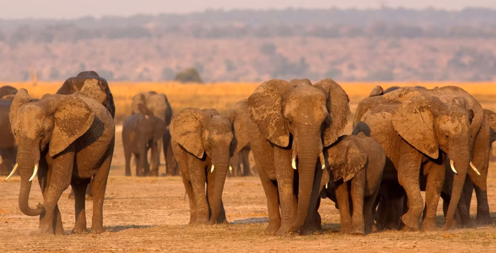 En stor gruppe elefanter i forskjellige størrelser går på en sandete grunn i Chobe nasjonalpark i Botswana
