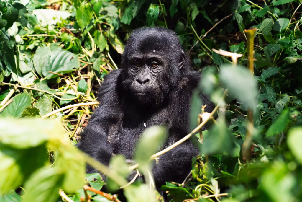 En ung gorilla sitter i midten av grønne busker i Uganda