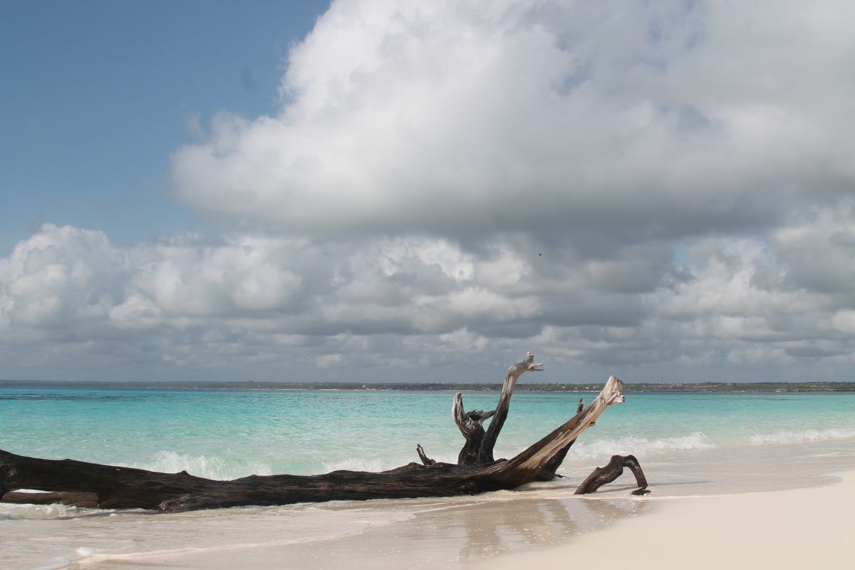 Trestamme i strandkanten, turkis hav i bakgrunnen