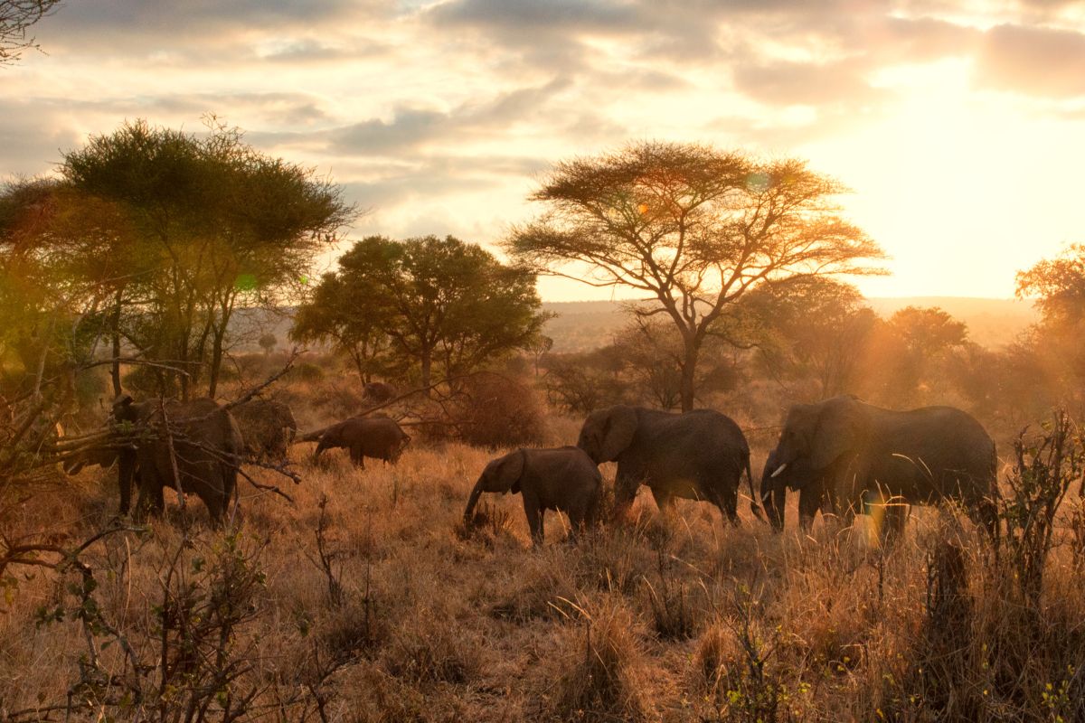 En flokk elefanter i solnedgang