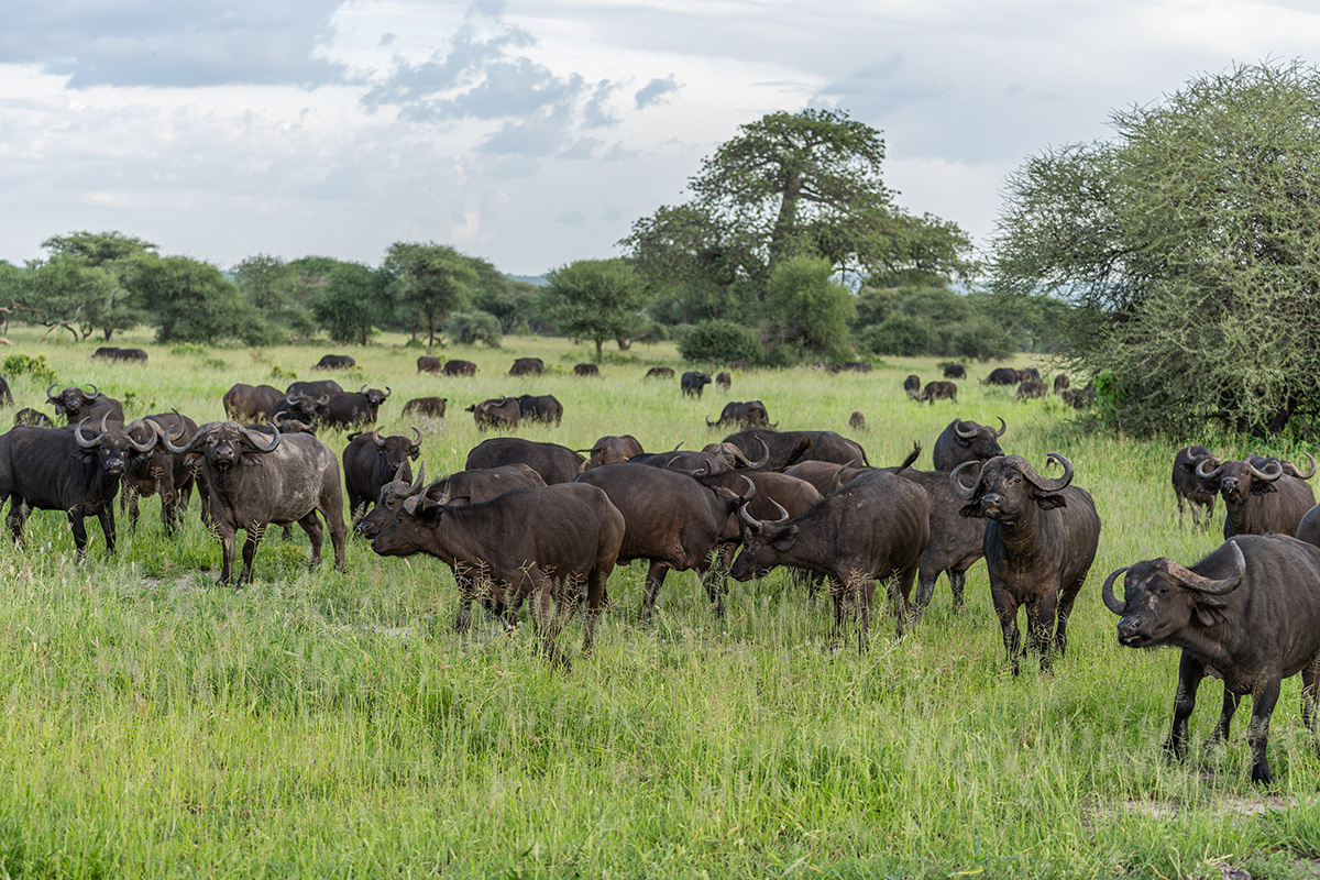 20 Beste turistattraksjoner i Tanzania – flokk med bøfler