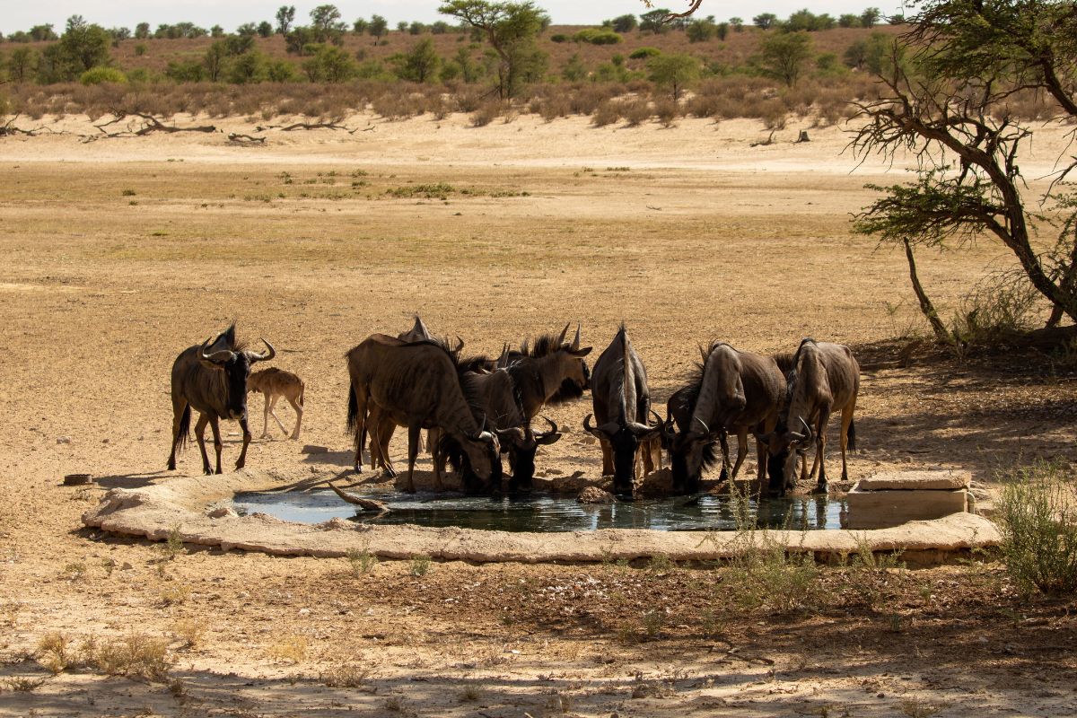 Gnuer drikker fra et vannhull
