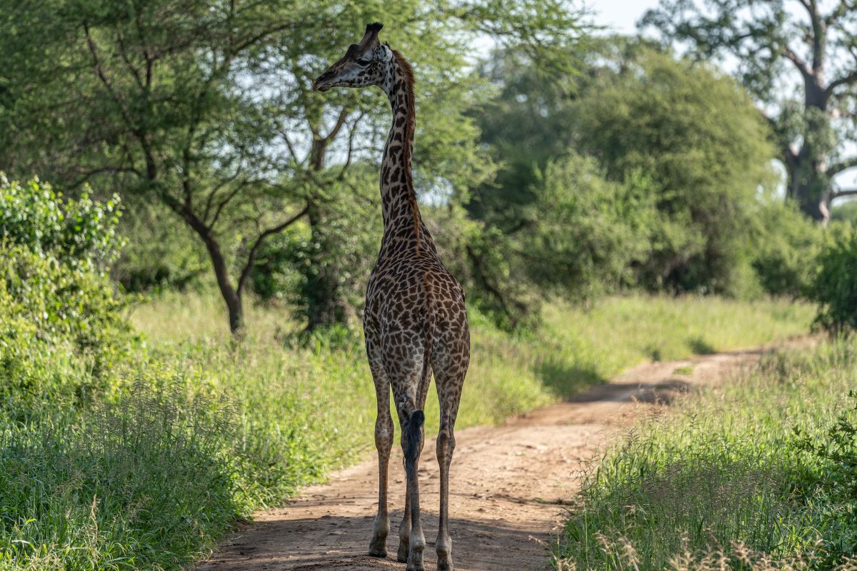 En sjiraff står på veien