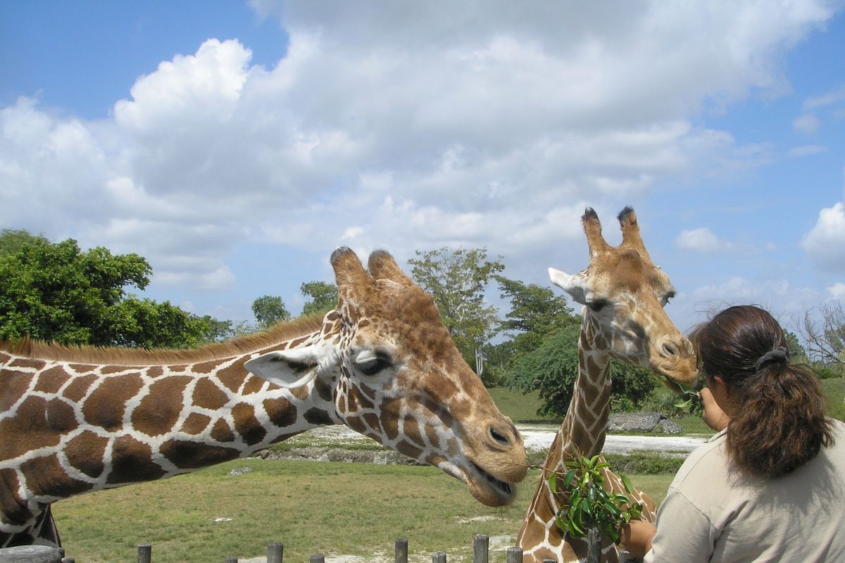 Kvinner mater to sjiraffer