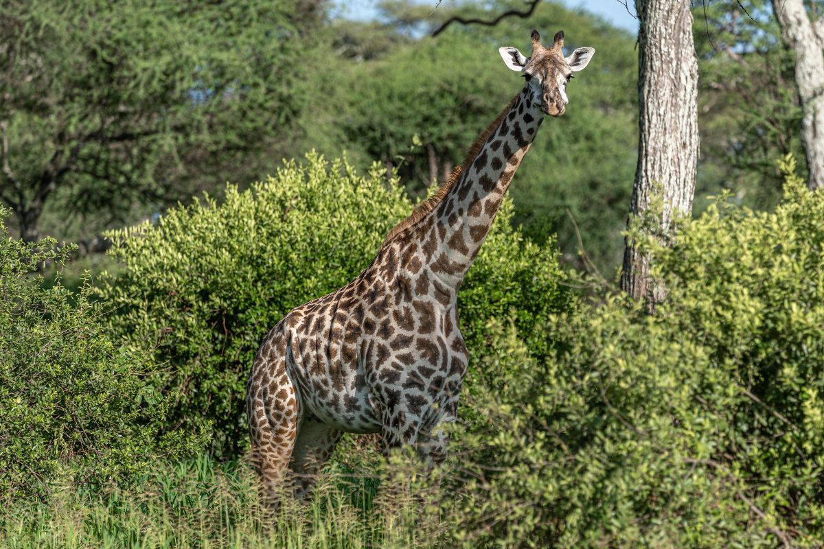 Sjiraff står blant grønne busker