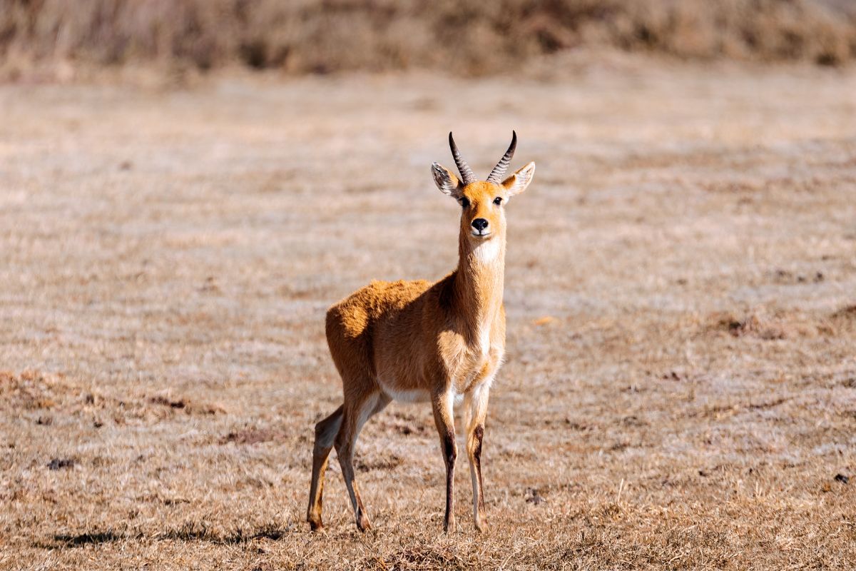 Bohor-rørbukk - serengeti antilope