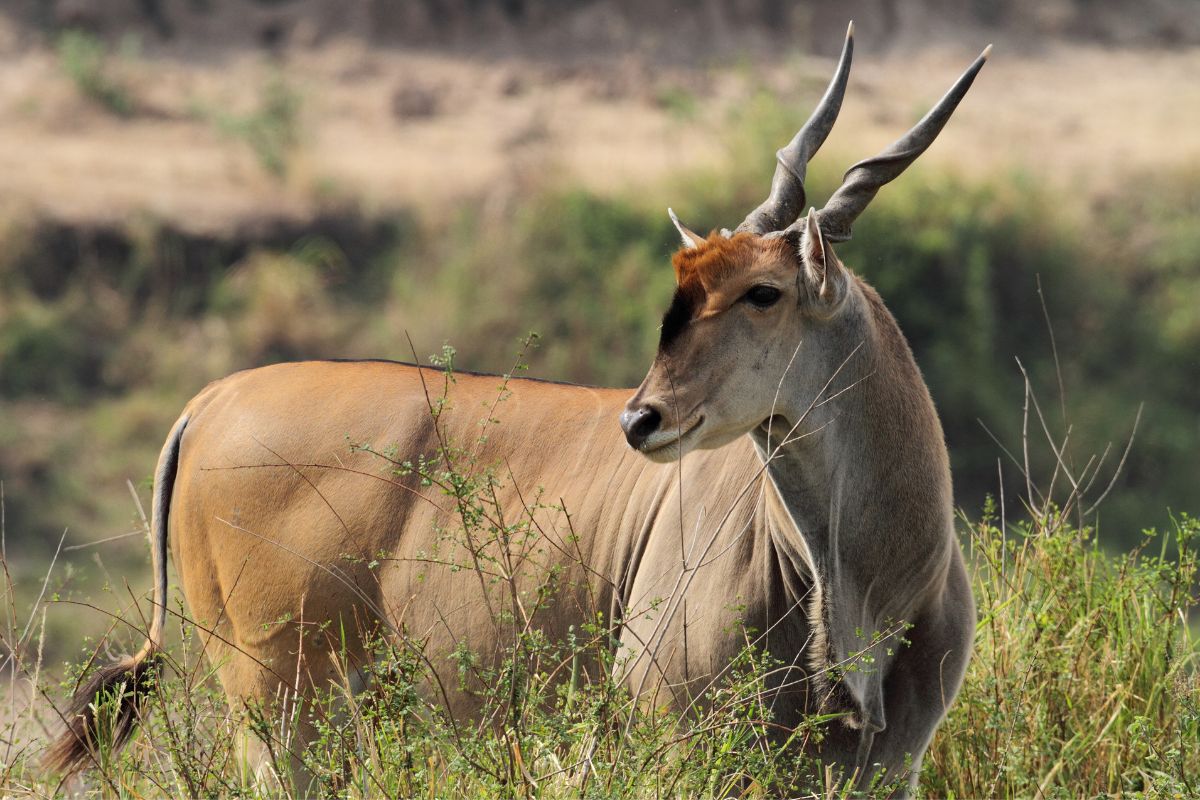 Eland: en velkjent Serengeti-antilope