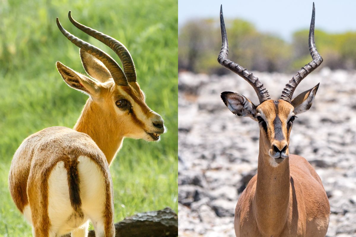 Gazelle Vs. antilope, to bilder ved siden av hverandre
