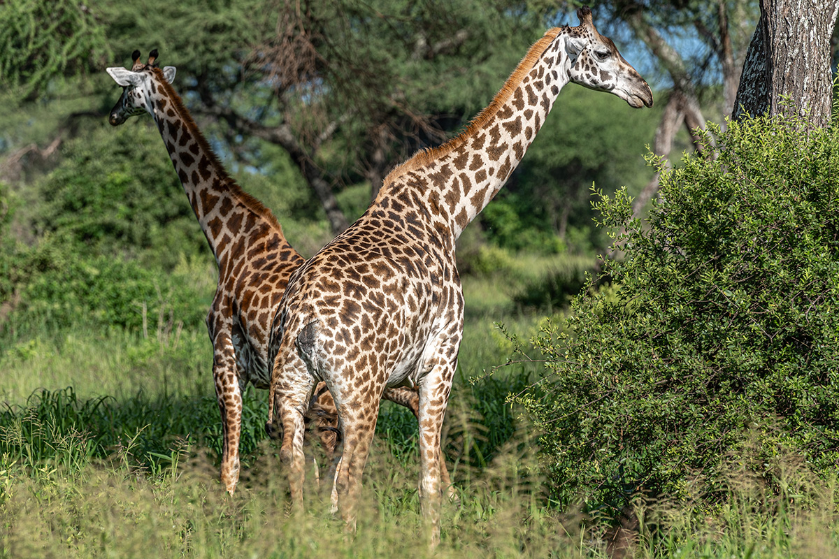 To sjiraffer står i gresset