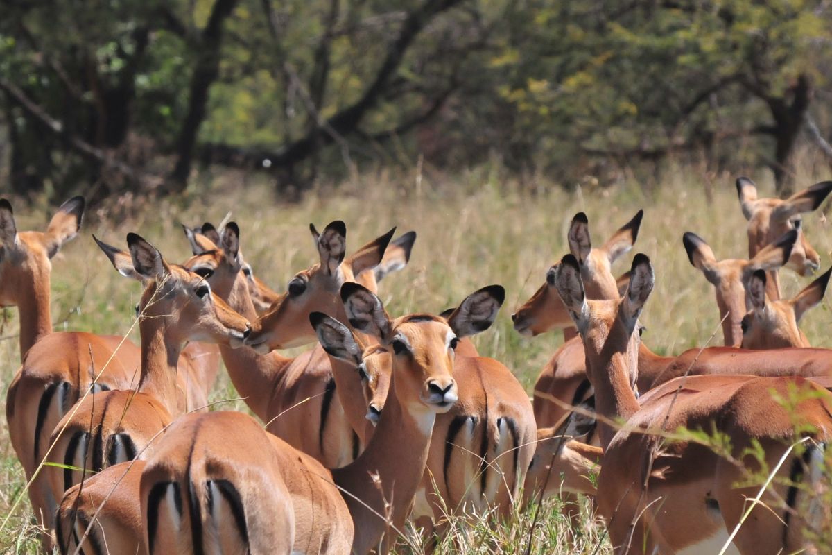 En flokk impalaer