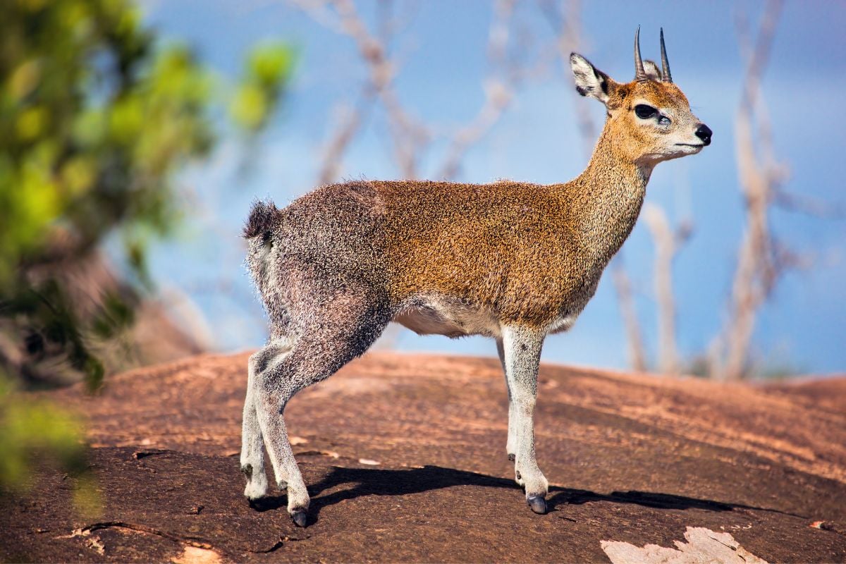 Klipspringer