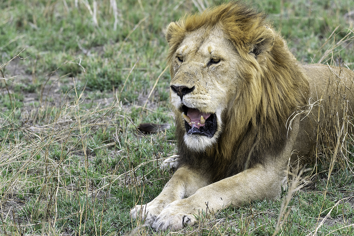 Løve ligger i gresset