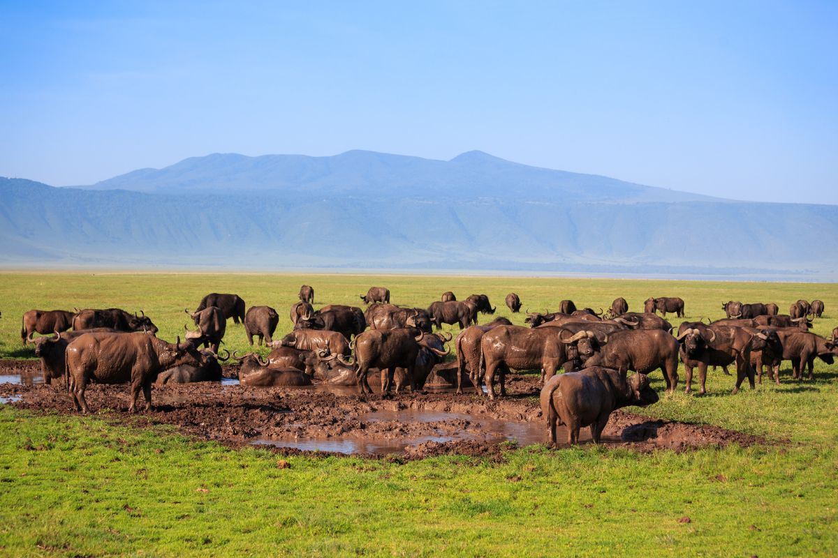 en flokk gnuer i Ngorongoro naturvernområde