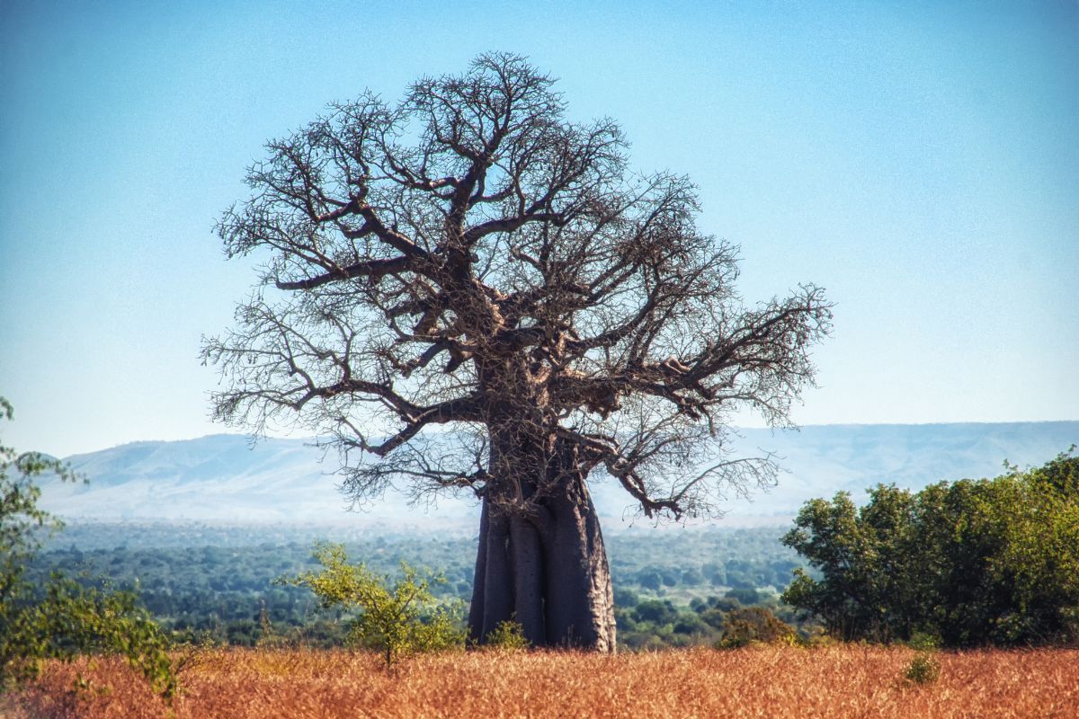 Stort tre i Ruaha nasjonalpark
