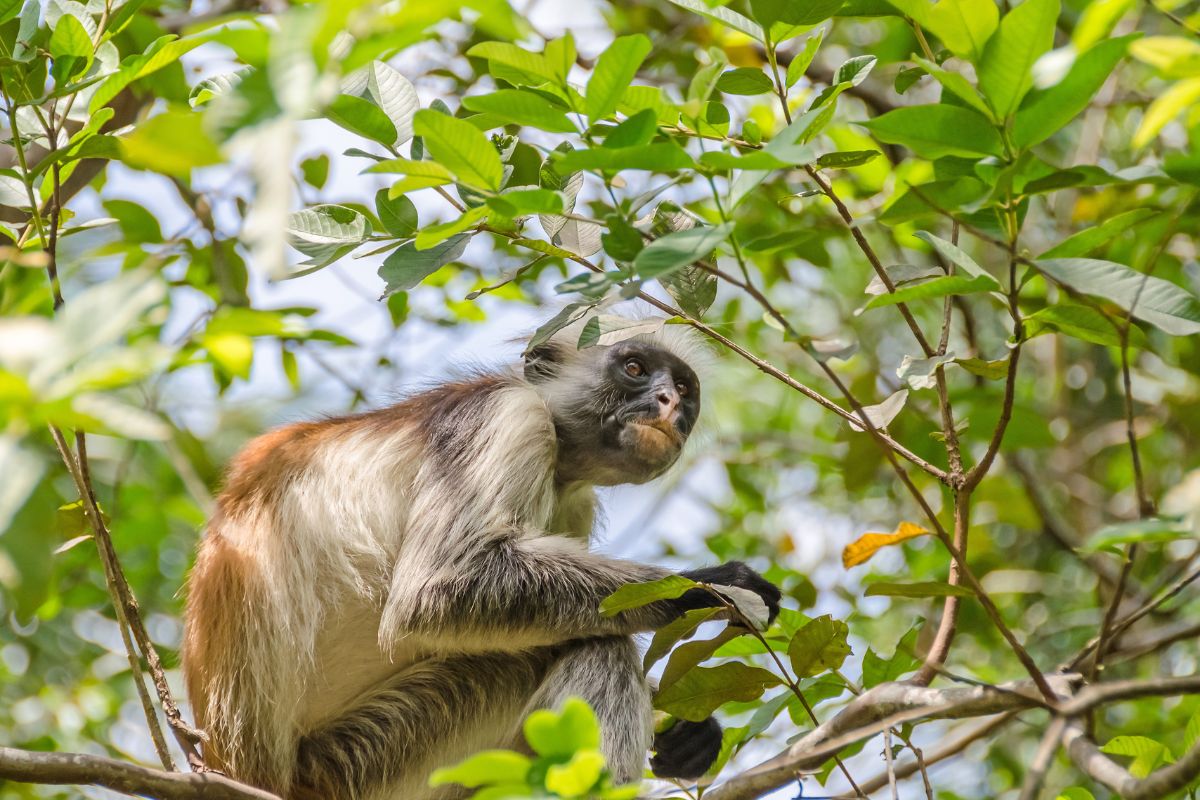 Apekatt sitter på gren i Jozani Forest Zanzibar