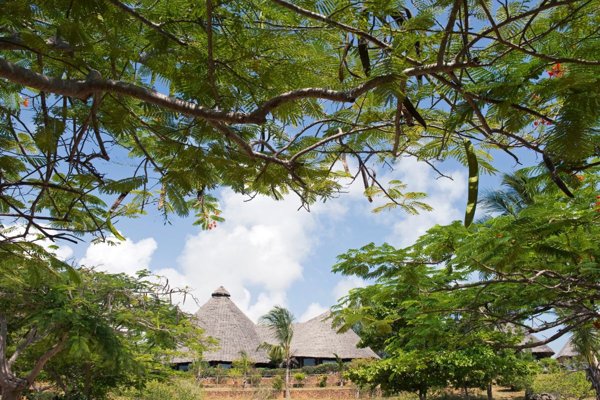 To hyttetak ses gjennom trærne