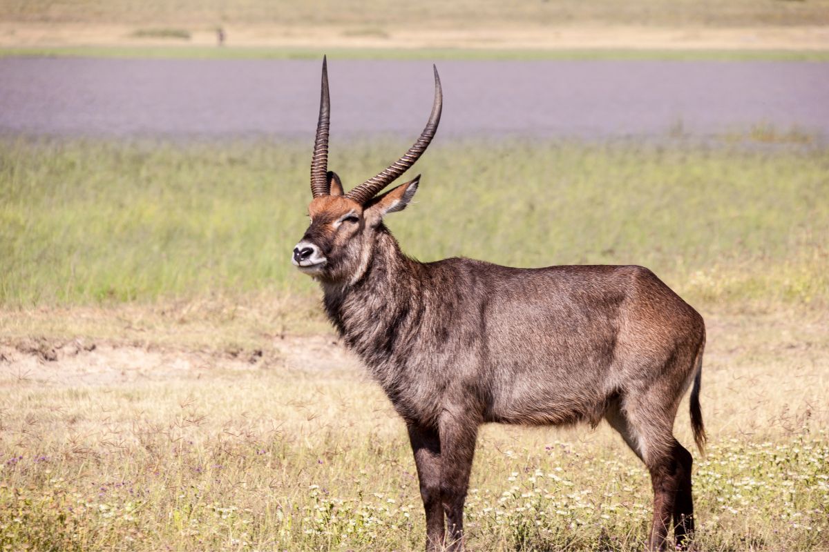 Vannbukk serengeti antilope