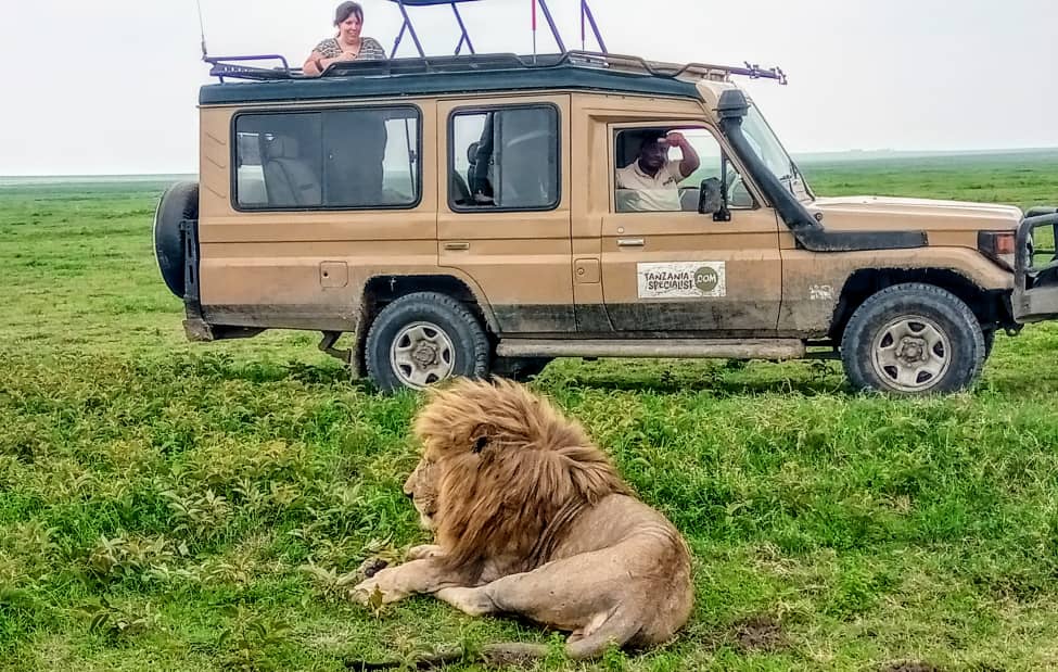 Dame i safarijeep med løve i forgrunnen - pakkeliste for safari
