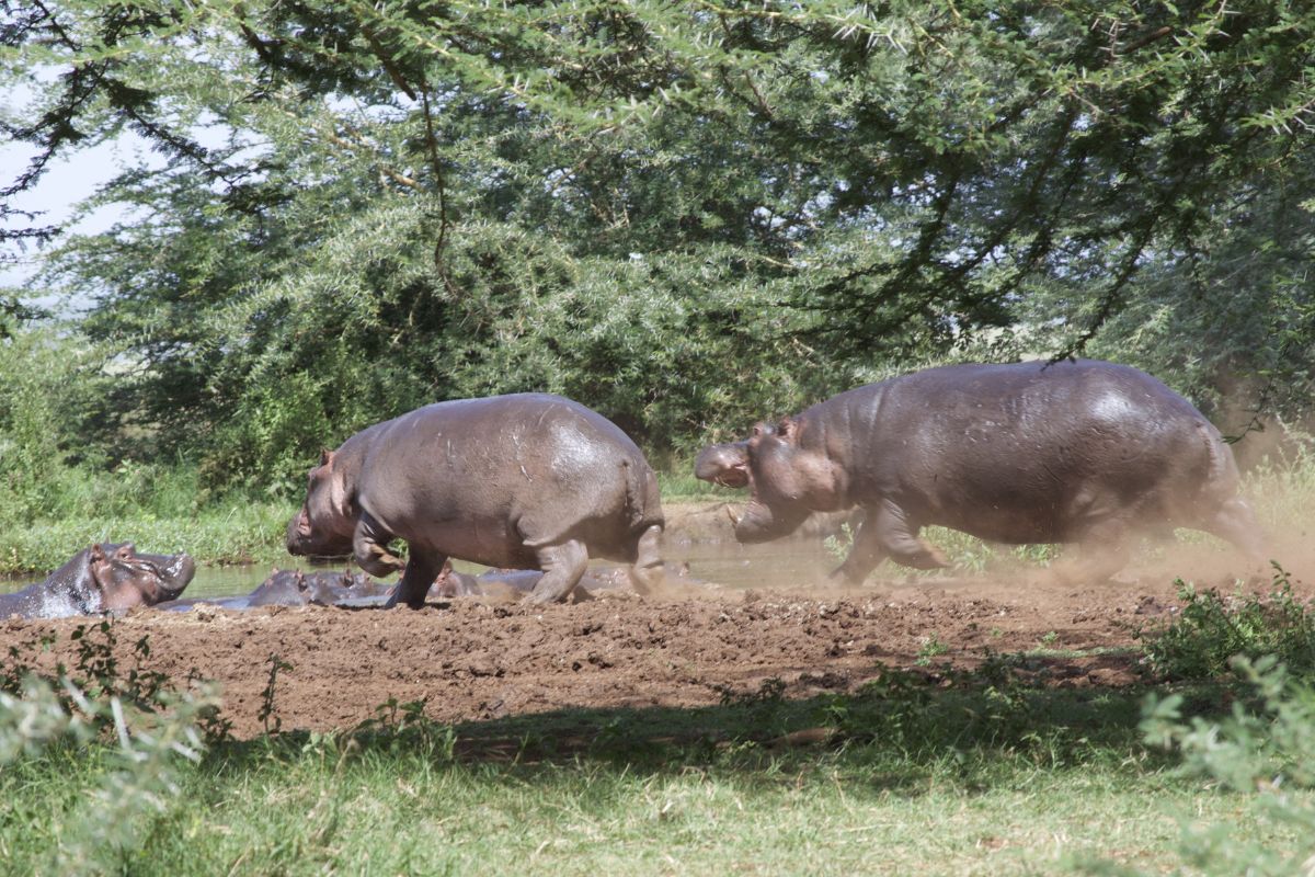 Flodhester på vei mot vannhull
