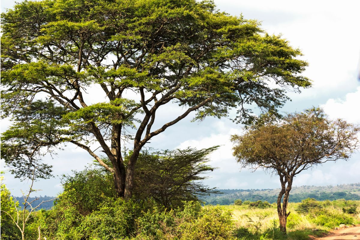 Akasietre i Tanzania