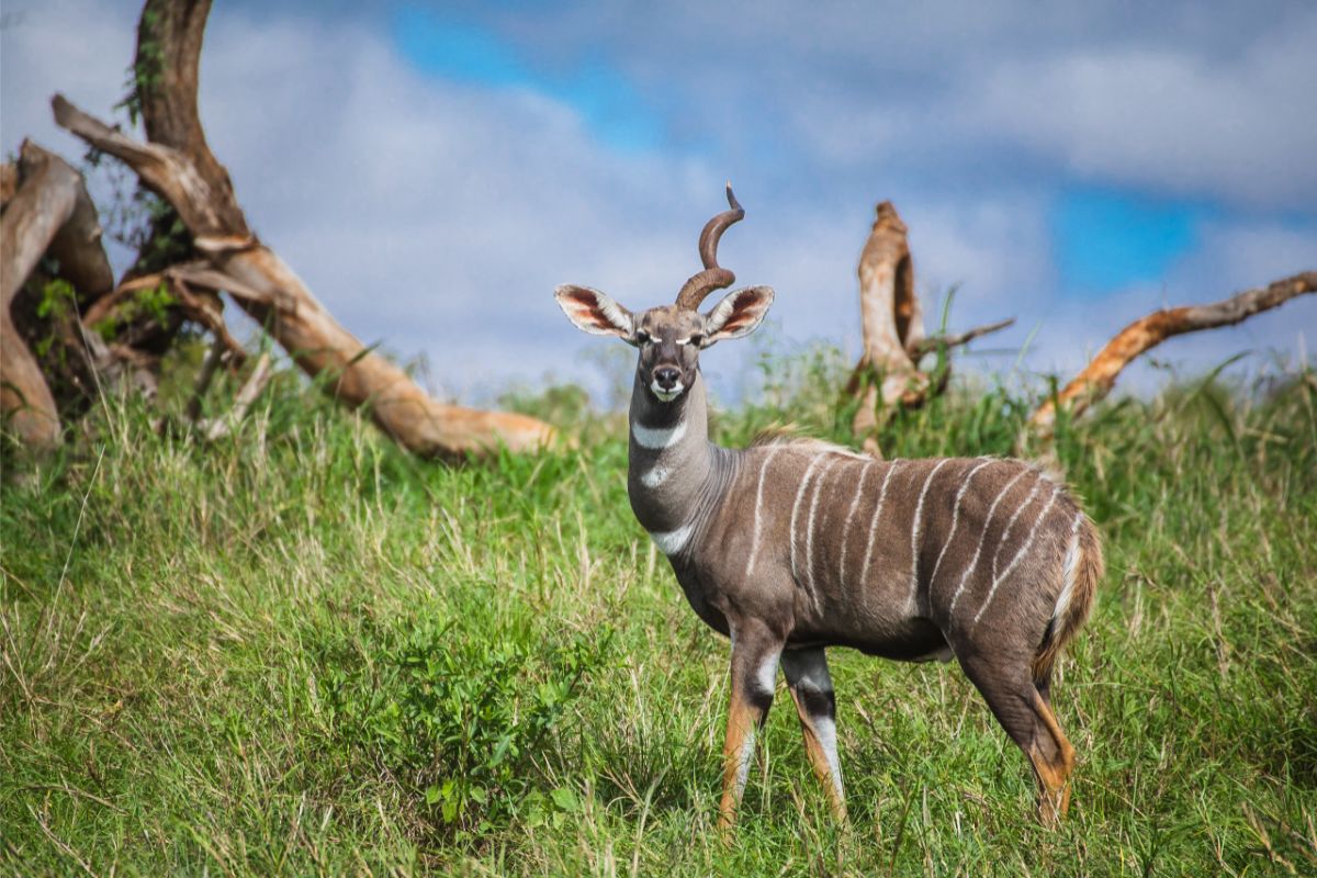 Liten kudu - en av antilopene i Serengeti