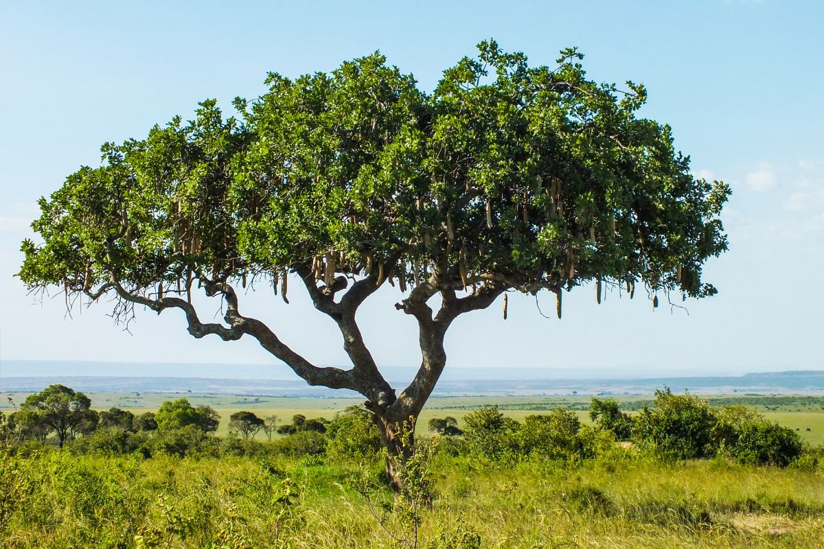 Pølsetre i Tanzania