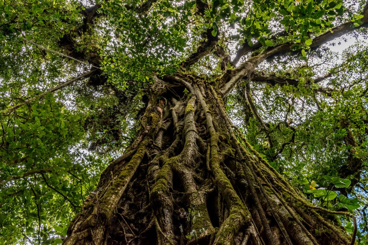 Kvelerfiken sett nedenfra