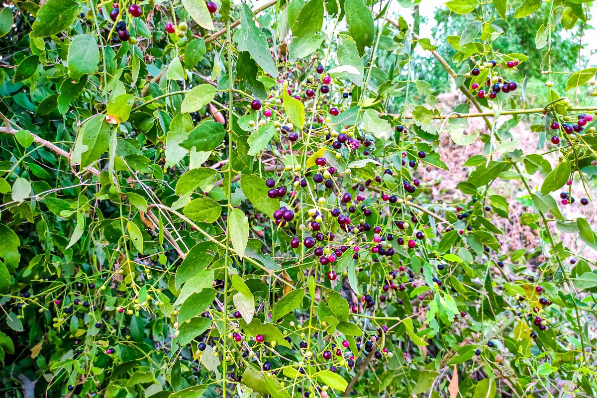 Tannbørste-tre i Tanzania